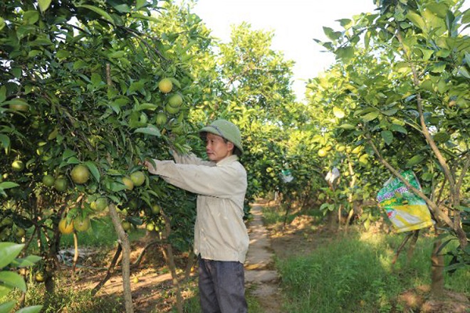 Cây cam trên đồng đất Quảng Châu