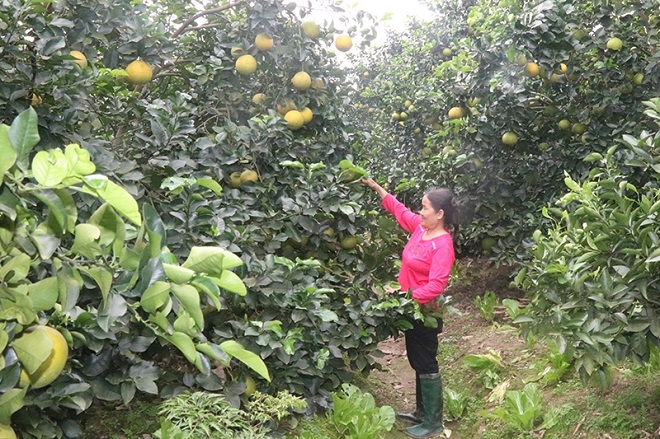 Ứng dụng tiến bộ khoa học  kỹ thuật trong sản xuất cây ăn quả ở Khoái Châu