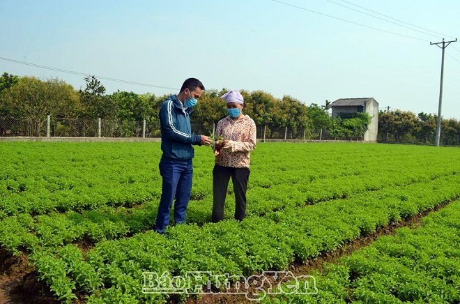Trang trại trồng cây của gia đình anh Mười ở xã Đại Tập, huyện Khoái Châu cho thu nhập cao