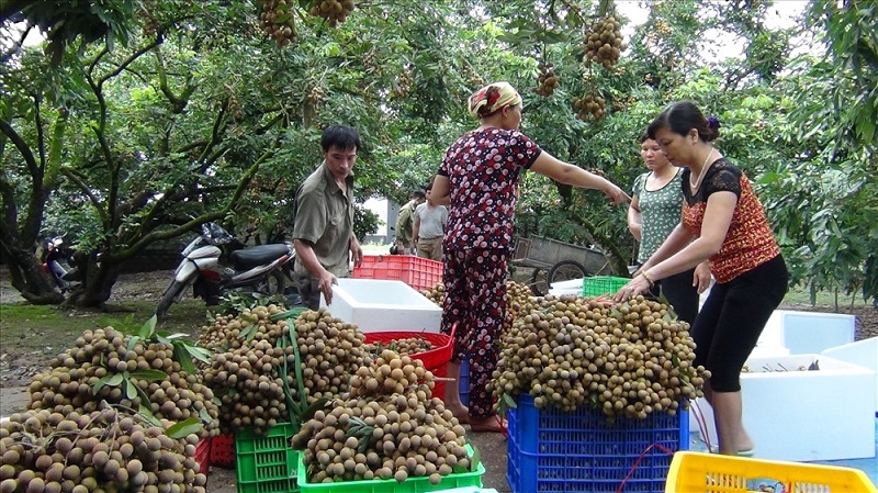 Xã Bình Kiều xây dựng NTM kiểu mẫu theo tiêu chí phát triển sản xuất nâng cao thu nhập