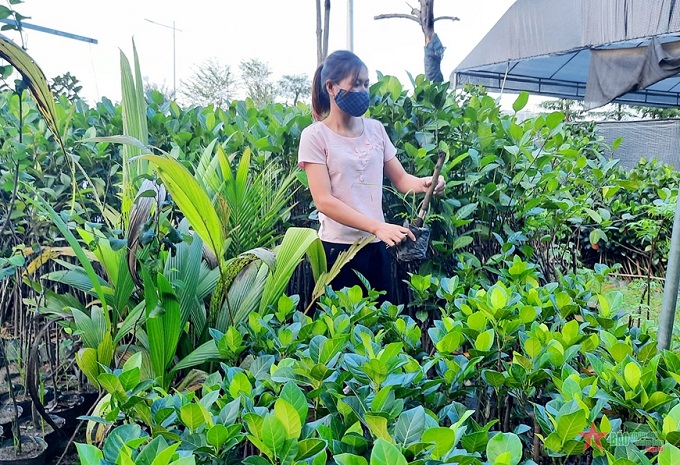 Xã Bình minh phát triển trồng hoa cây cảnh theo hướng nông nghiệp sinh thái