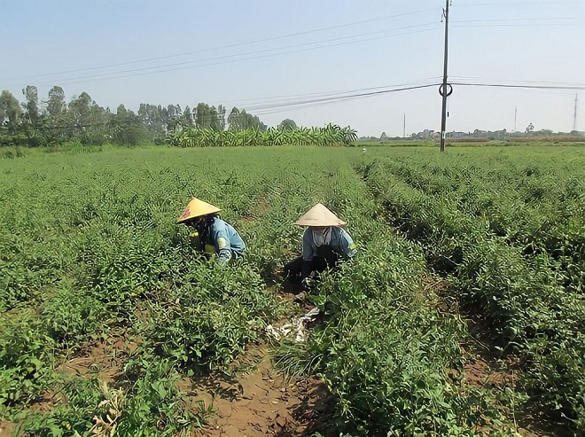 Cây cà gai leo trên đồng đất xã Vĩnh Xá