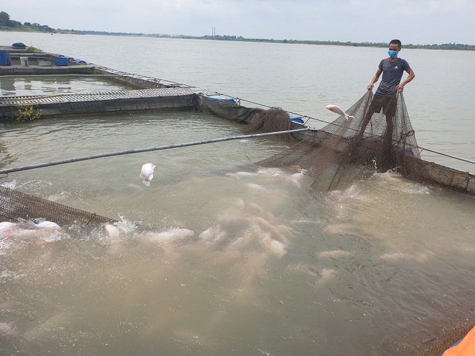 Hưng Yên phát triển kinh tế nông nghiệp vùng đất bãi