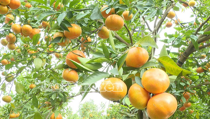 Mùa cam ở phường Hồng Châu