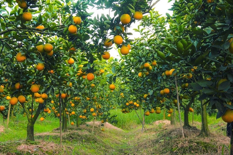 Cam Lòng Vàng Tống Trân – Đặc Sản Ngọt Lành Của Đất Phù Sa Hưng Yên