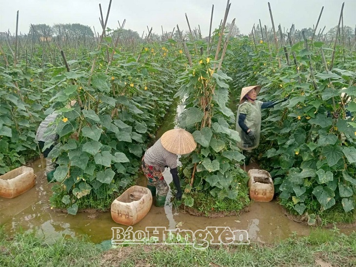 Hội Nông dân xã Đoàn Đào đồng hành cùng hội viên phát triển kinh tế