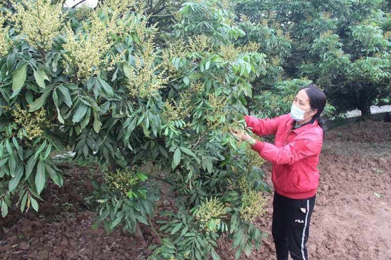 Chăm sóc nhãn, vải thời kỳ ra hoa, đậu quả