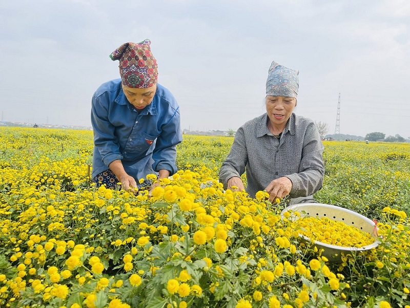 Trồng cúc chi ở Văn Lâm: Chi phí thấp – lợi nhuận cao 