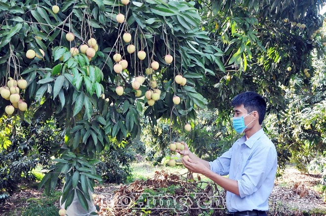 Sản xuất và tiêu thụ nông sản chủ lực