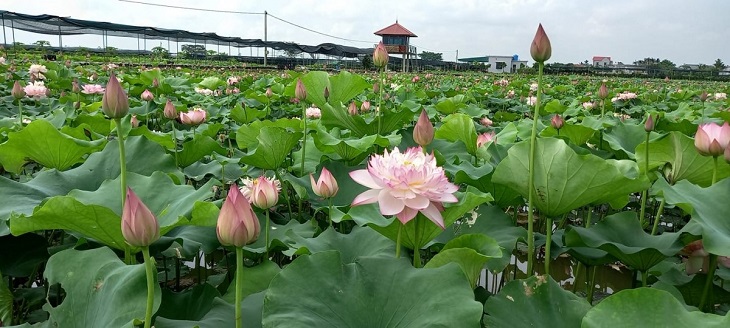 Du lịch làng sen – Điểm nhấn mới ở xã Hồng Minh