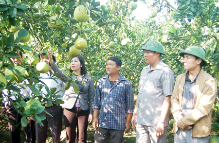 Phó Bí thư Thường trực Tỉnh ủy Đỗ Xuân Tuyên thăm các mô hình sản xuất nông nghiệp