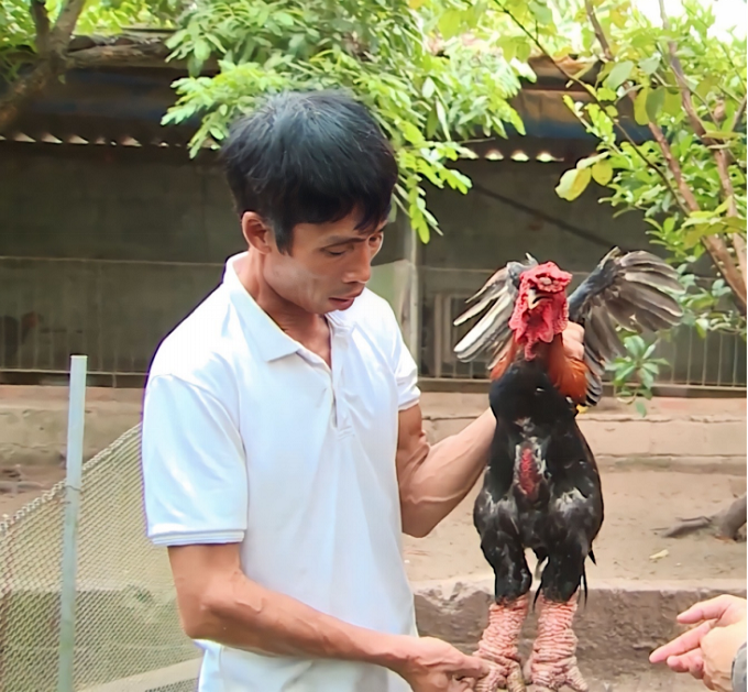 Khoái Châu: Để gà Đông Tảo sớm trở thành sản phẩm OCOP xếp hạng 5 sao