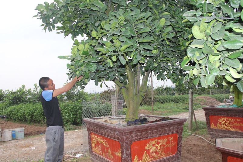 Chăm sóc hoa, cây cảnh sau Tết