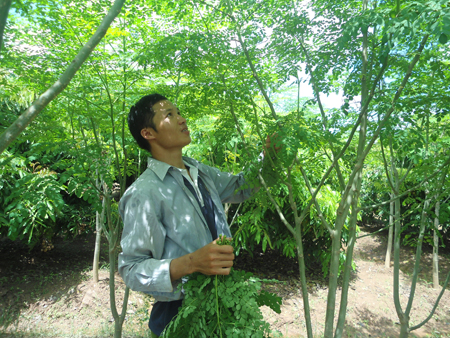 Chùm ngây, cây trồng mới của nông dân Hưng Yên