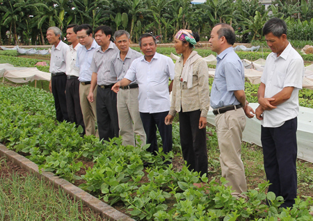 Ông Doãn Thế Cường thăm mô hình sản xuất rau an toàn tại xã Trung Nghĩa