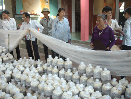Nhân rộng mô hình trồng 