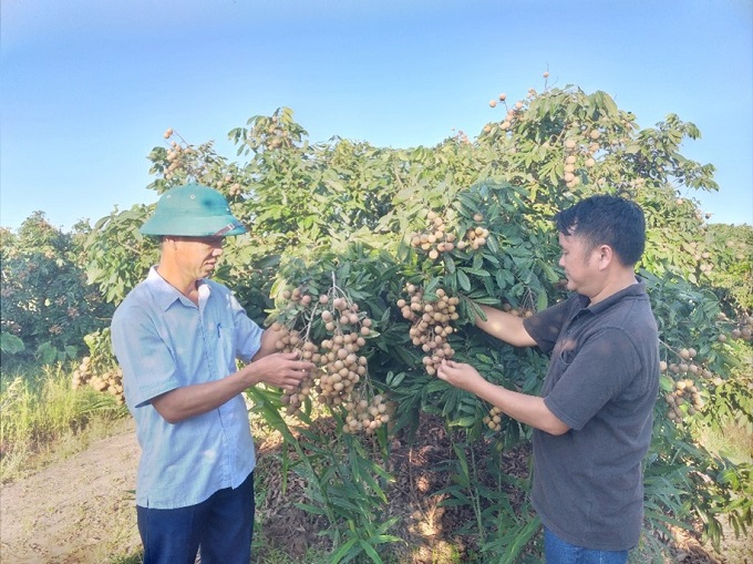 Liên kết sản xuất và tiêu thụ nhãn 