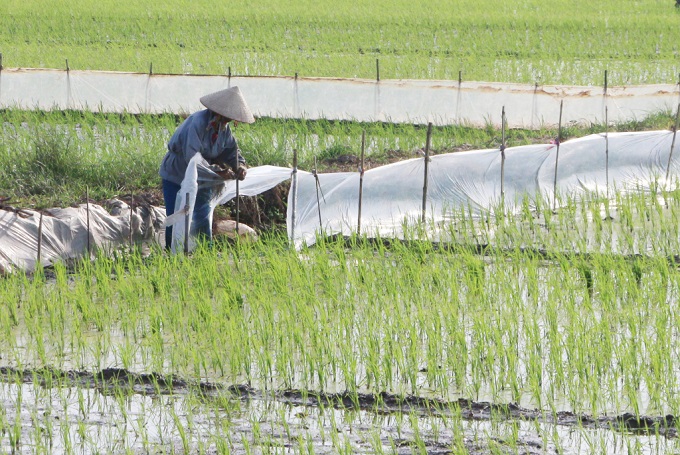 Khoái Châu mở rộng diện tích sản xuất lúa chất lượng cao