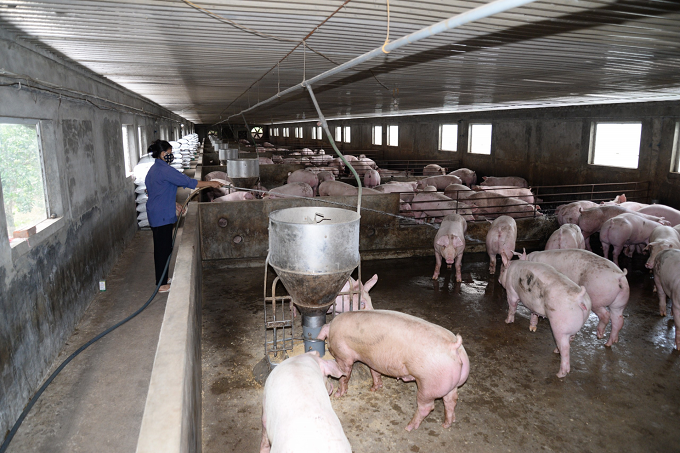 Nhiều chủ trang trại vẫn thờ ơ với xây dựng cơ sở chăn nuôi an toàn dịch bệnh 