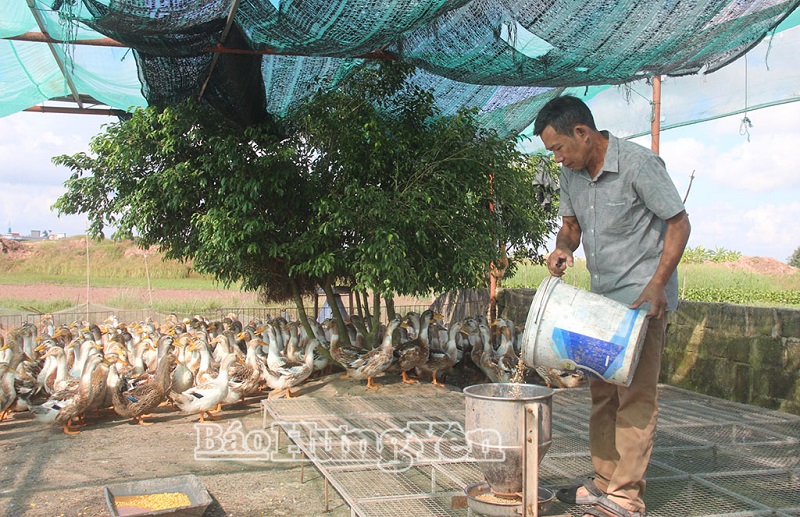 Hợp tác xã Chăn nuôi tổng hợp xã Đông Tiền Hải: Thành công từ sự khác biệt