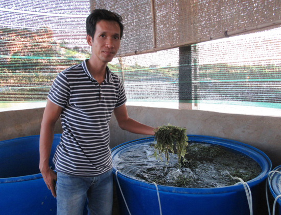 Ninh Thuận trồng rong nho mang lại hiệu quả kinh tế cao