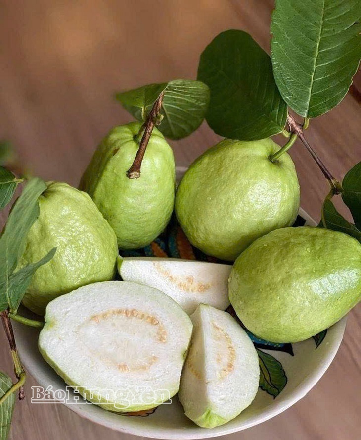 Phát triển vùng trồng ổi theo tiêu chuẩn VietGAP