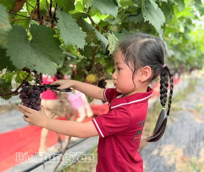 Phường Sơn Nam: Hiệu quả sản xuất từ chuyển đổi cơ cấu cây trồng