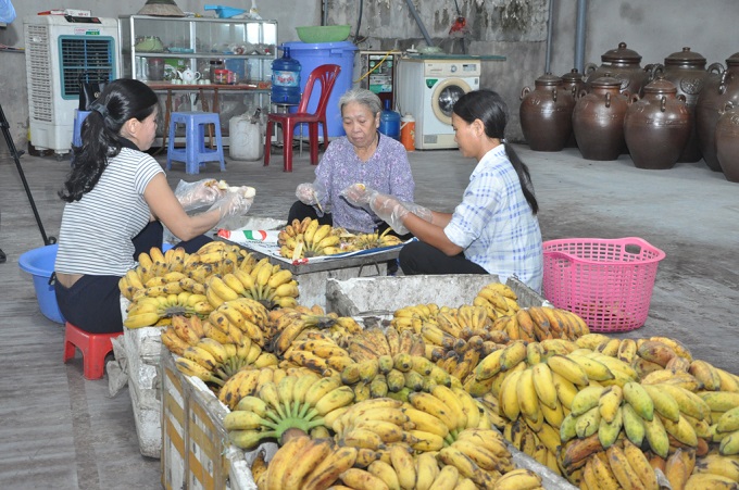 Hỗ trợ nông dân xây dựng, phát triển kinh tế tập thể