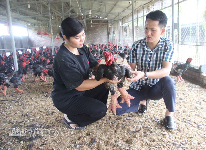 Phát triển sản phẩm OCOP từ chăn nuôi