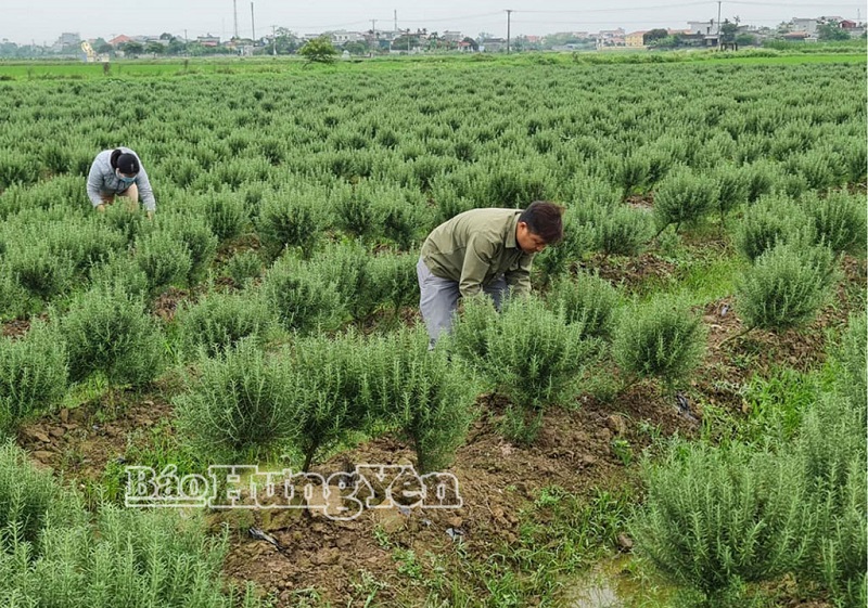 Xây dựng nông thôn mới ở xã Quỳnh Phụ