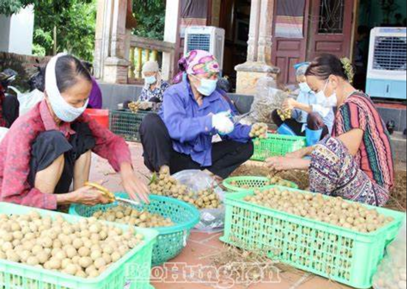 1,5 tấn nhãn Hưng Yên đầu tiên xuất khẩu sang Hoa Kỳ