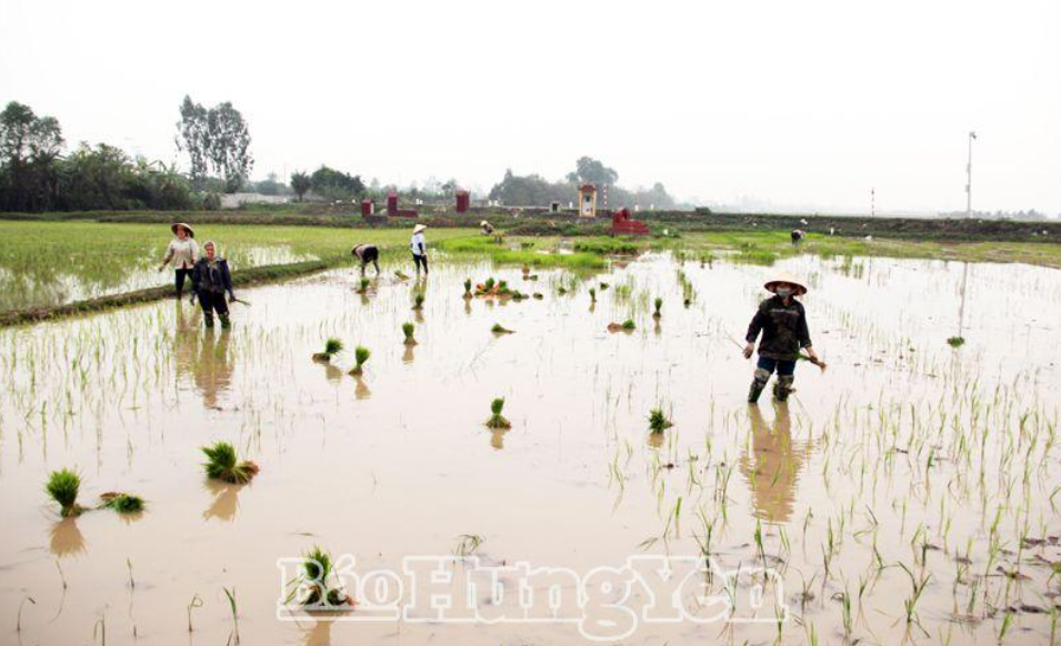 Hưng Yên gieo cấy được gần 4 nghìn ha lúa xuân