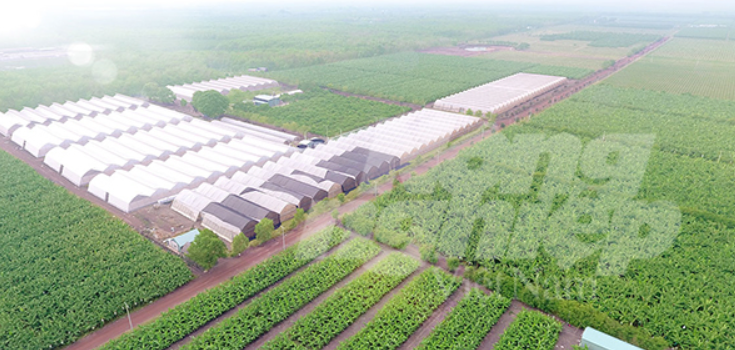 Hưng Yên có 92 vùng sản xuất nông nghiệp hàng hóa tập trung