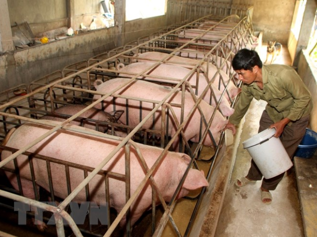 Cục Chăn nuôi khuyến cáo không nên quá kỳ vọng thị trường Trung Quốc