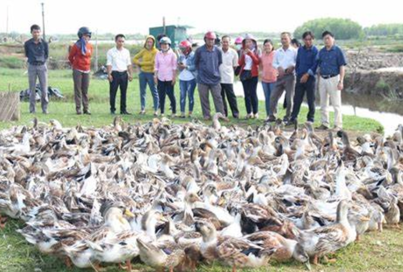 Nuôi vịt an toàn sinh học