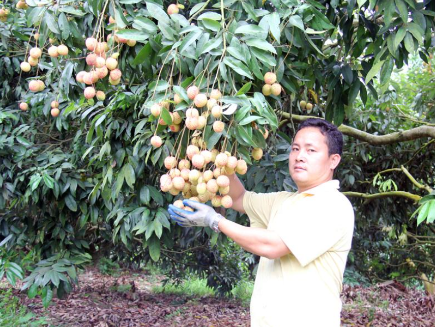 Làm giàu từ trồng vải lai u, vải u trứng