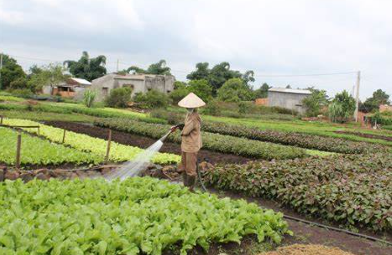 Công nghệ sinh thái sản xuất rau màu