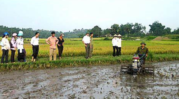 Hạn chế ngộ độc hữu cơ cho lúa mùa