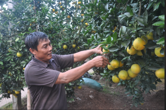 Khoái Châu ước thu trên 1.400 tấn cam Vinh