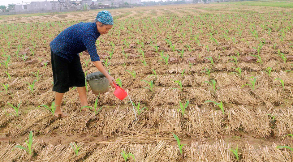 Bón phân cân đối cho ngô đông.