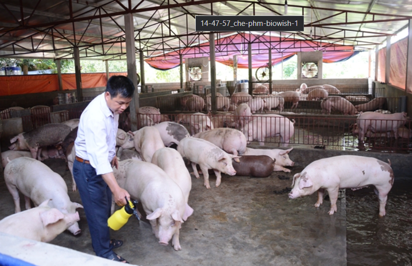 Chế phẩm sinh học giảm mùi hôi chuồng trại chăn nuôi.