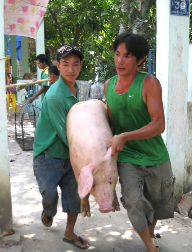 Bộ Nông nghiệp khuyến cáo không nên tăng đàn heo ồ ạt