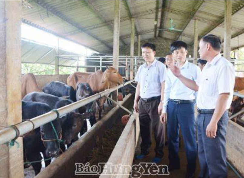 Cải tạo chất lượng đàn bò địa phương: Giải pháp giảm lượng thịt bò nhập khẩu