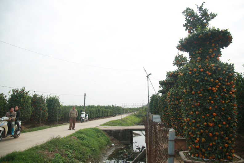 Nông dân Văn Giang 