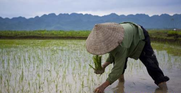 Quy trình thâm canh lúa vụ xuân