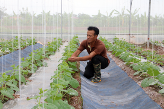 Hưng Yên: Sản xuất nông nghiệp trong... nhà