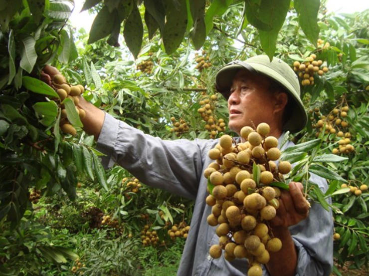 Hưng Yên: ​Nâng tầm giá trị nông sản