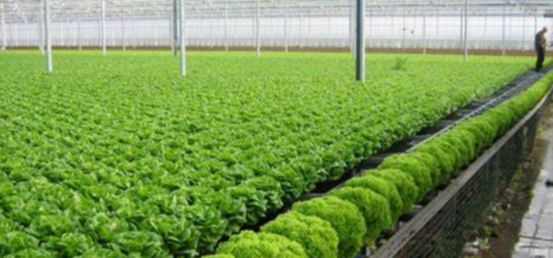 Chính sách khuyến khích phát triển nông nghiệp hữu cơ