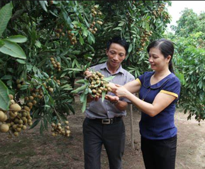 Vựa nhãn lồng tiến vua ước thu trăm tỷ vụ này