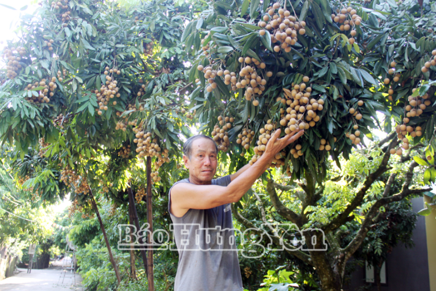 Thành phố Hưng Yên ước thu trên 7 nghìn tấn nhãn, giá sẽ cao hơn năm ngoái